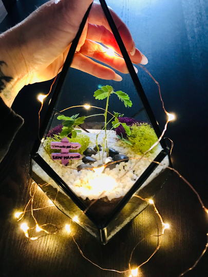 Build Your Own Terrium Kit ~ Houseplants Crafts Indoor Garden Live Plants Mimosa Pudica Airplant