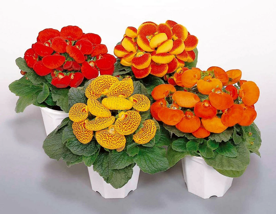 Calceolaria Dainty F1 Mixed, Approx 10 Seeds Fairy Flower Seeds