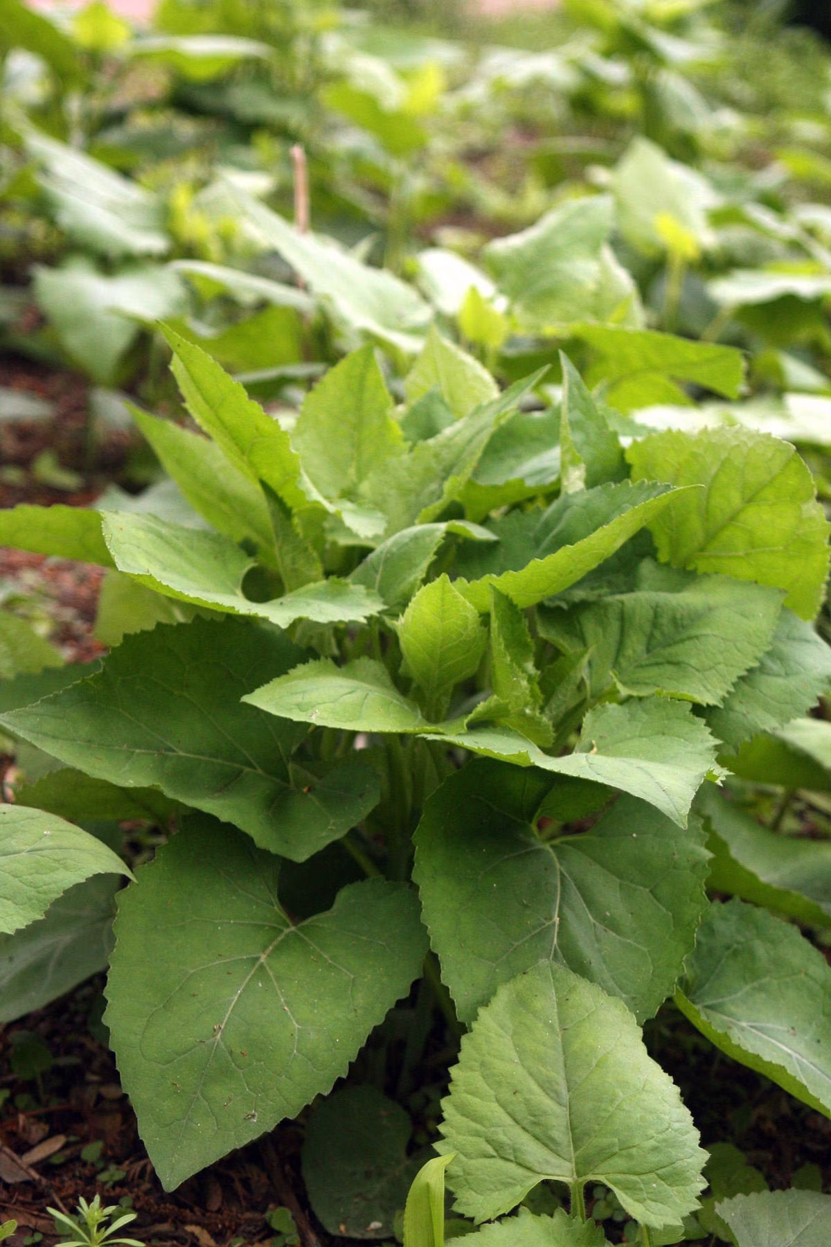 Korean Aster Seeds