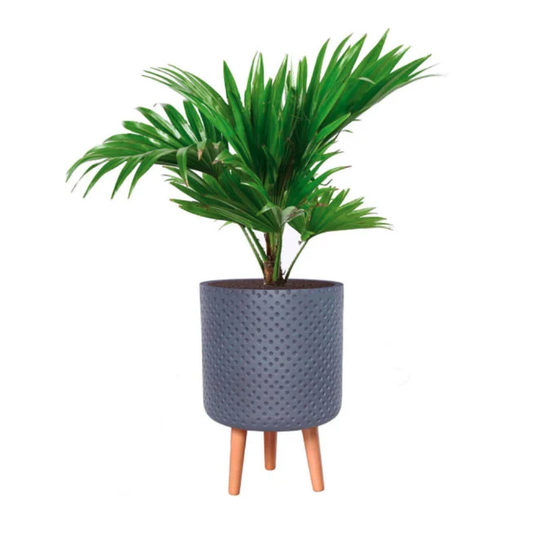 Grey Polka Dotted Pattern Cylinder Concrete Stone Indoor Tripod Pot Planter W Wooden Legs Stand Modern Interior Decor Faux Real Plants