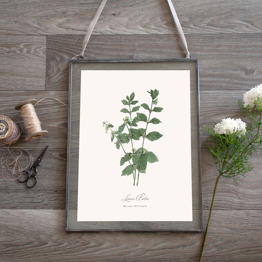 Lemon Balm Herb Botanical Print Plant Illustration, Kitchen, Herbalist Wall Art