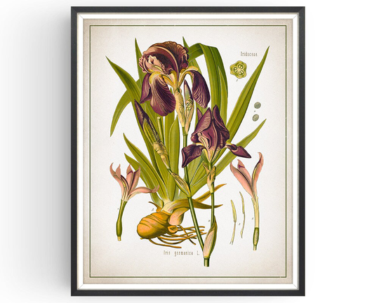 Iris German - Botanical Print Vintage Orris Root Art Medicinal Plant Botany Decor Kitchen Unframed