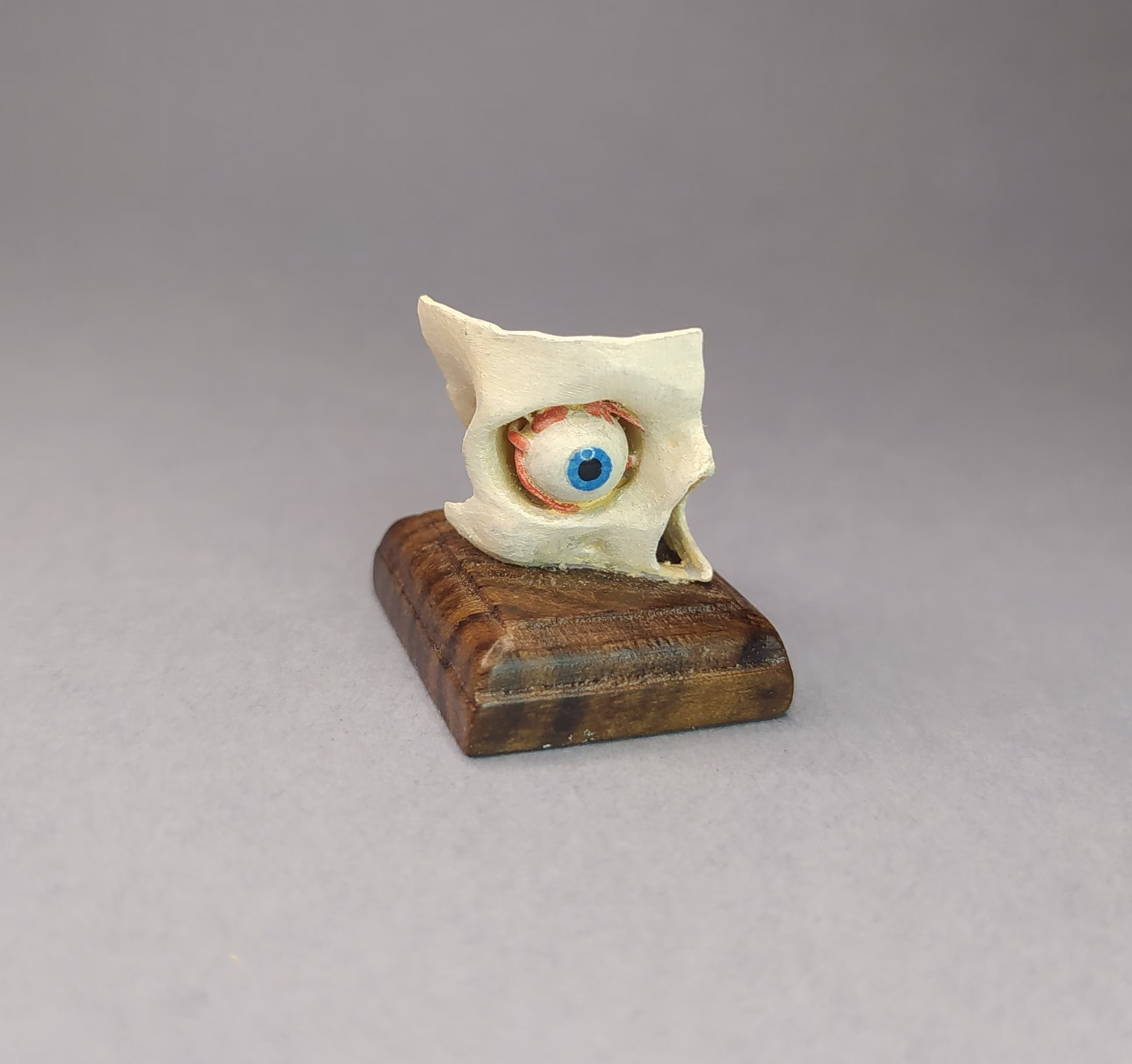 Eye Model in Orbital Cavity. Anatomical Model Reproduction. Medical Study Miniature For Dollhouses 112 Scale By D. Zalvez Wunderkammer