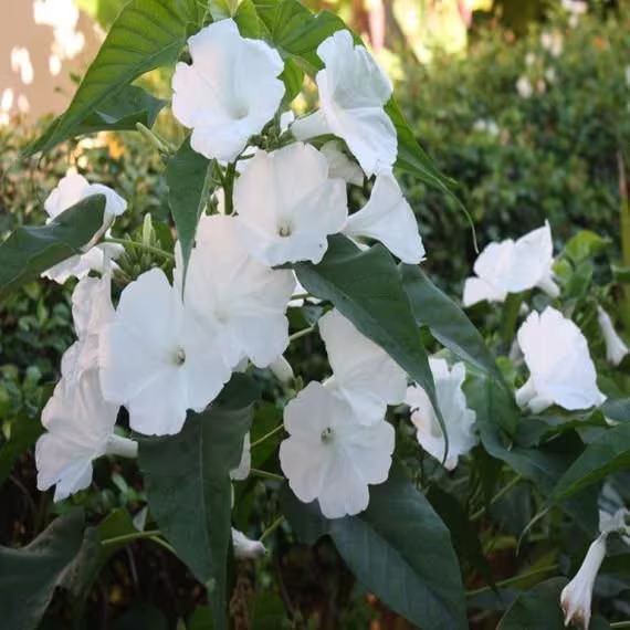 15 Giant White Ipomoea Moonflower Seeds Prunkwinde Weiss Samen Somen Ipomeé Blanc Graines Ipomea Bianca Semi Sementi Semillas Zaad Zaden