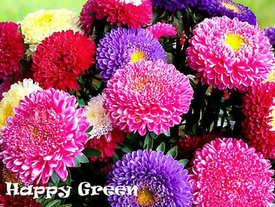 Aster Princely Mix - 450 Seeds Callistephus Chinensis Annual Flower