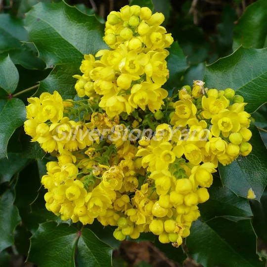 Mahonia Aquifolium 10 Seeds Ukrainian Organic Sw778