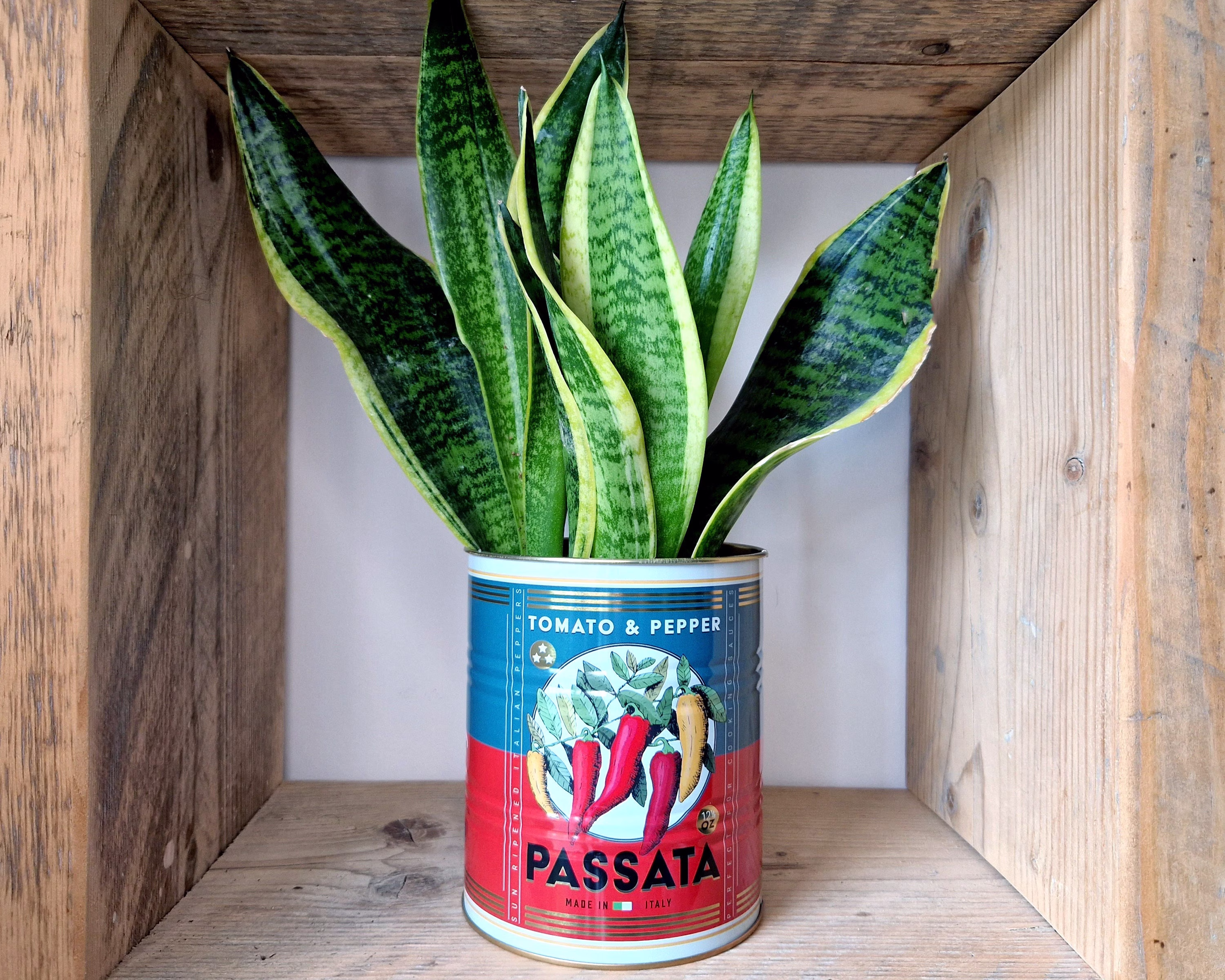 Rustic Style Storage Tin, Tomato Passata Pepper Small Decorative Plant Pot