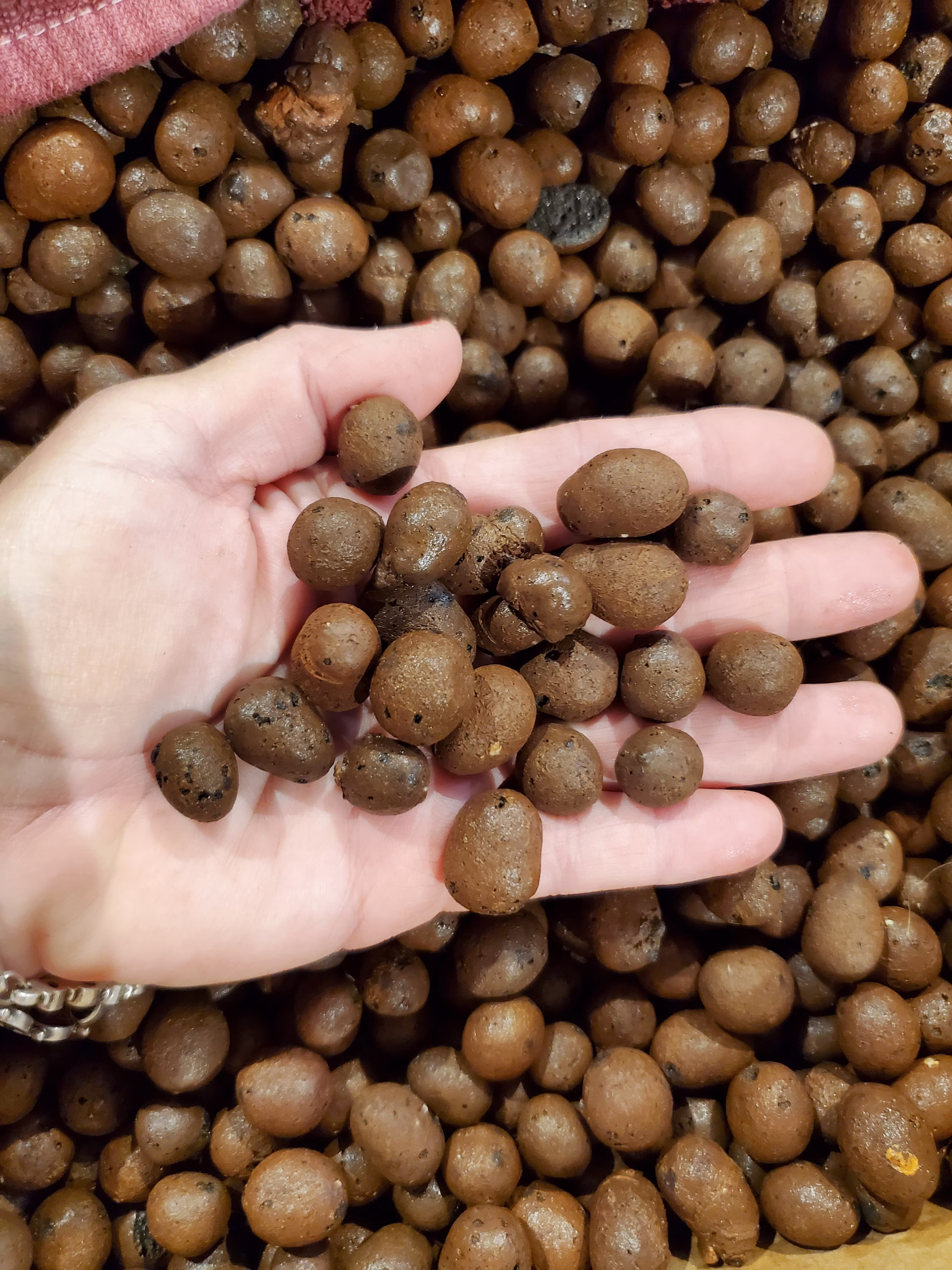 Leca Clay Pebbles, Expanded, Pre-Washed, Water Propagation, Hydroponics, Aquaponics, Orchid, Plant Rooting, Organic, Flower Arrangements