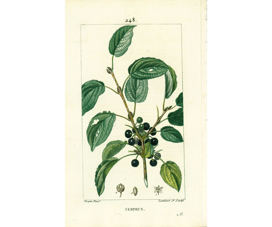 1831 Buckthorn Rhamnus Plant Antique Prints Botanical Wall Art To Frame