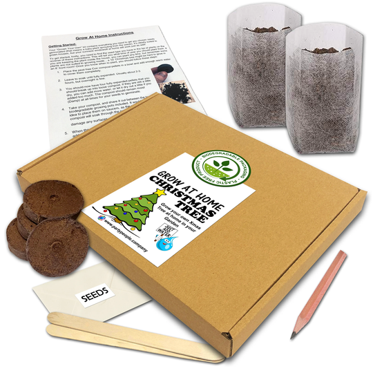 Grow Your Own Christmas Tree | Douglas Fir Kit | Flat Pack At Home - Ideal Birthday Gift, Great Fathers Day Gift
