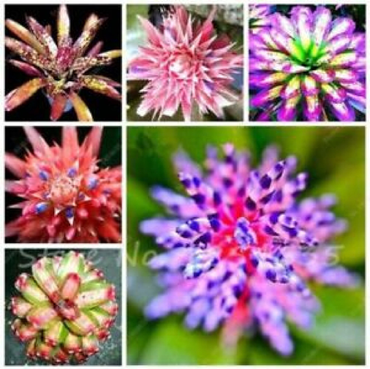 50Pcs Succulent Seeds Lithops Rare Living Stones Plants Cactus Home Plant Hot | Code 101