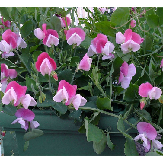 25 Organic Cupid Pink Dwarf Windowbox Sweet Pea Seeds Lathyrus Duftwicke Sameb Zaad Zaden Semi Sementi Sementes Siemenet Graines Semillas