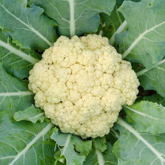 Vegetable Seeds, Cauliflower - All Year Round,200 Seeds Minimum Per Packet.