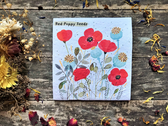 Pack Of Red Poppy Seeds, Illustrated Gift, Quirky Illustrated Nature Inspired Gifts, Grow Your Own Flowers Gift, Birthday Gift, Mother's Day Gift
