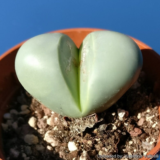 Argyroderma Testiculare Seeds -Rarely Offered - 10 X Seeds- Mesembryanthemum Living Stones