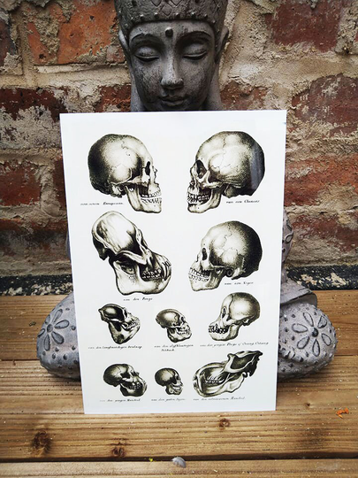 Victorian Skull Anatomy Poster On Aluminium Sheet