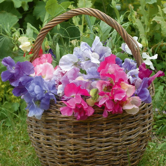 Sweet Pea Heaven Scent Mixed X 25 Seeds Scented Flowers