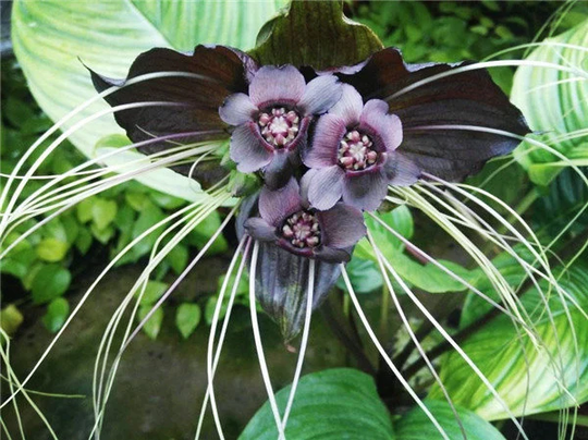 20 Black Tiger Shall Orchid Seeds H3016