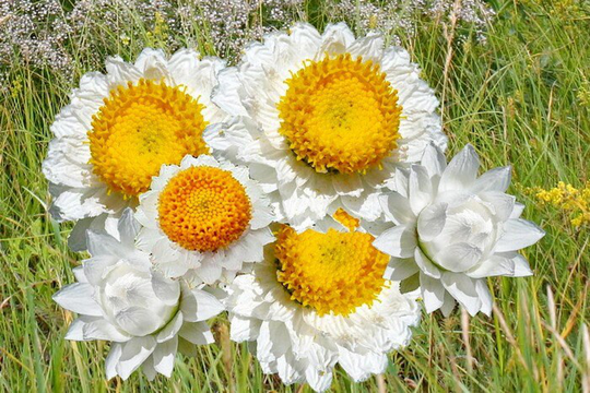 Flower Seeds Ammobium Winged