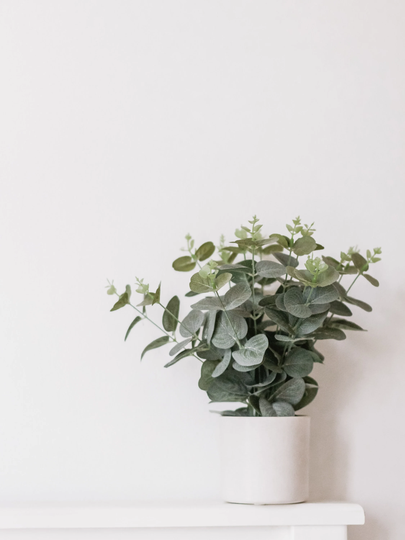 Eucalyptus Plant Seeds, Free Tracked Expedited Shipping
