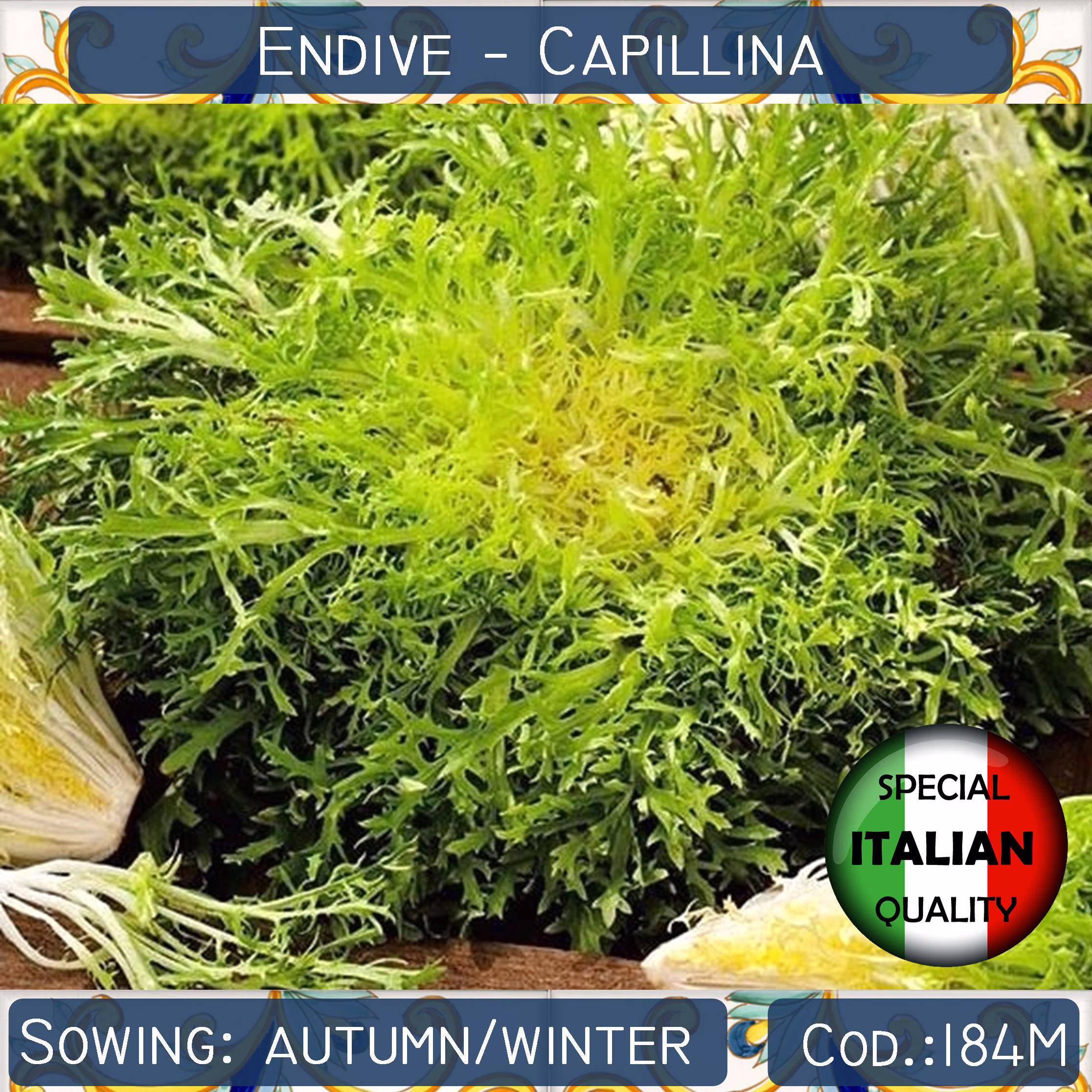 250+ Endive Capillina Seeds, Curly Frisee Lettuce Italian Vegetable Non Gmo #184M