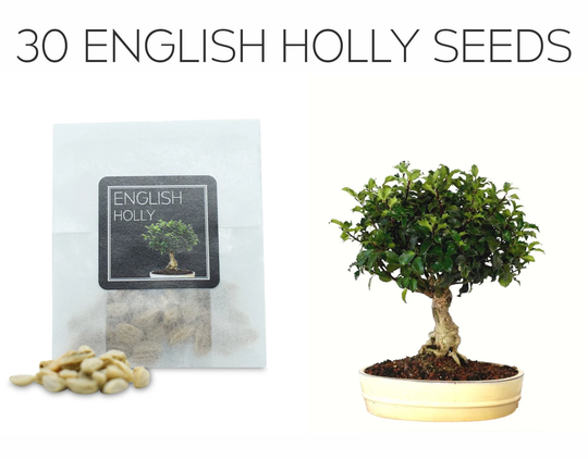 30 English Holly Seeds | Grow Your Own Bonsai Tree Ilex Aquifolium Growing Guide Perfect For Beginners & Enthusiasts
