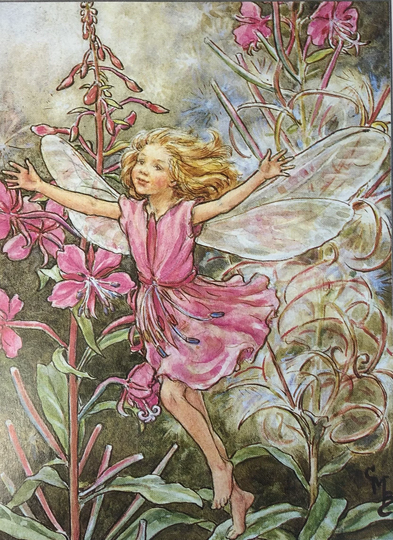 Original Vintage Print 1995 By Cicely Mary Barker. The Rose -Bay Willow-Herb Fairy. Childs Nursery Playroom Gift, Fairies Home Decor