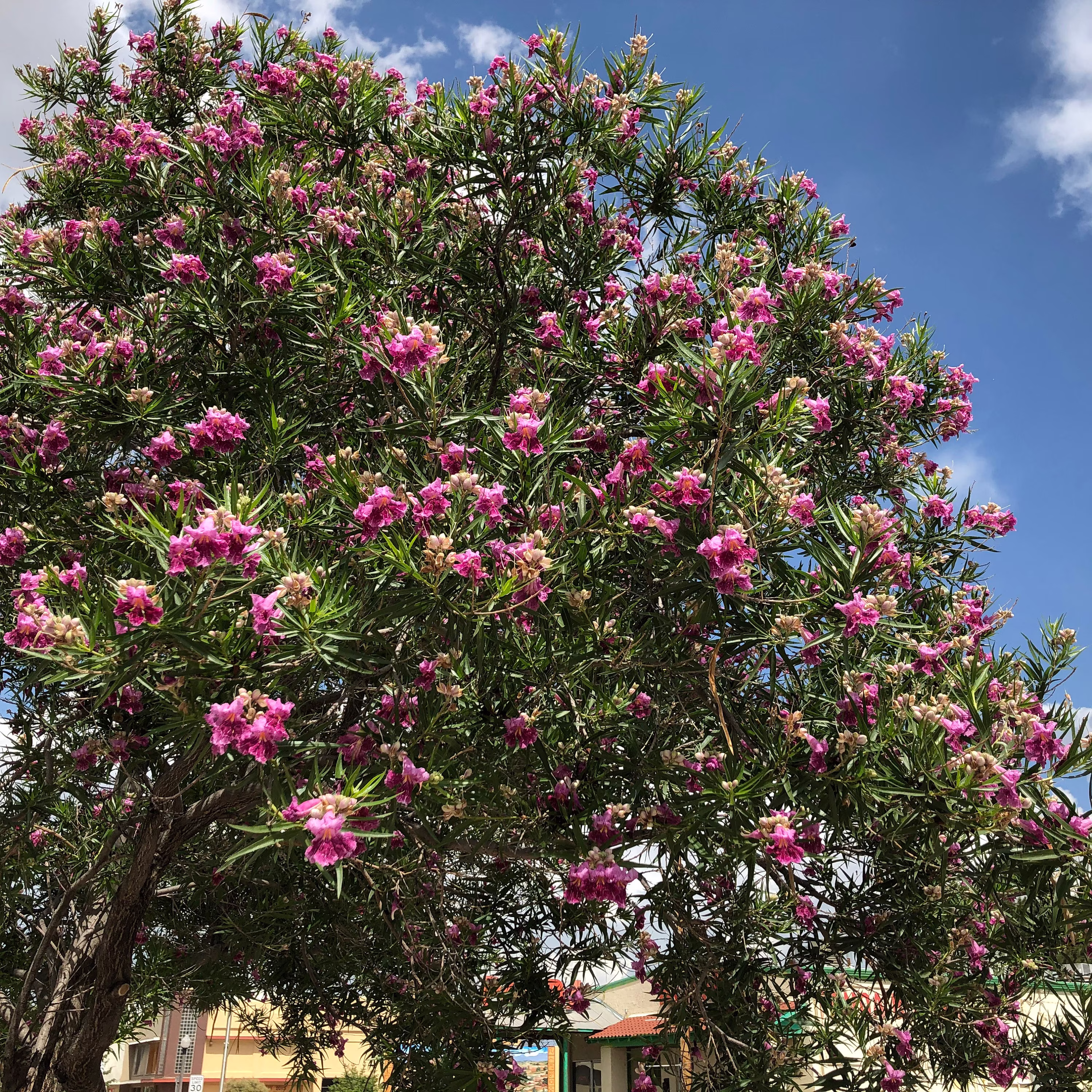 Desert Willow Tree | Chilopsis Linearis Seeds