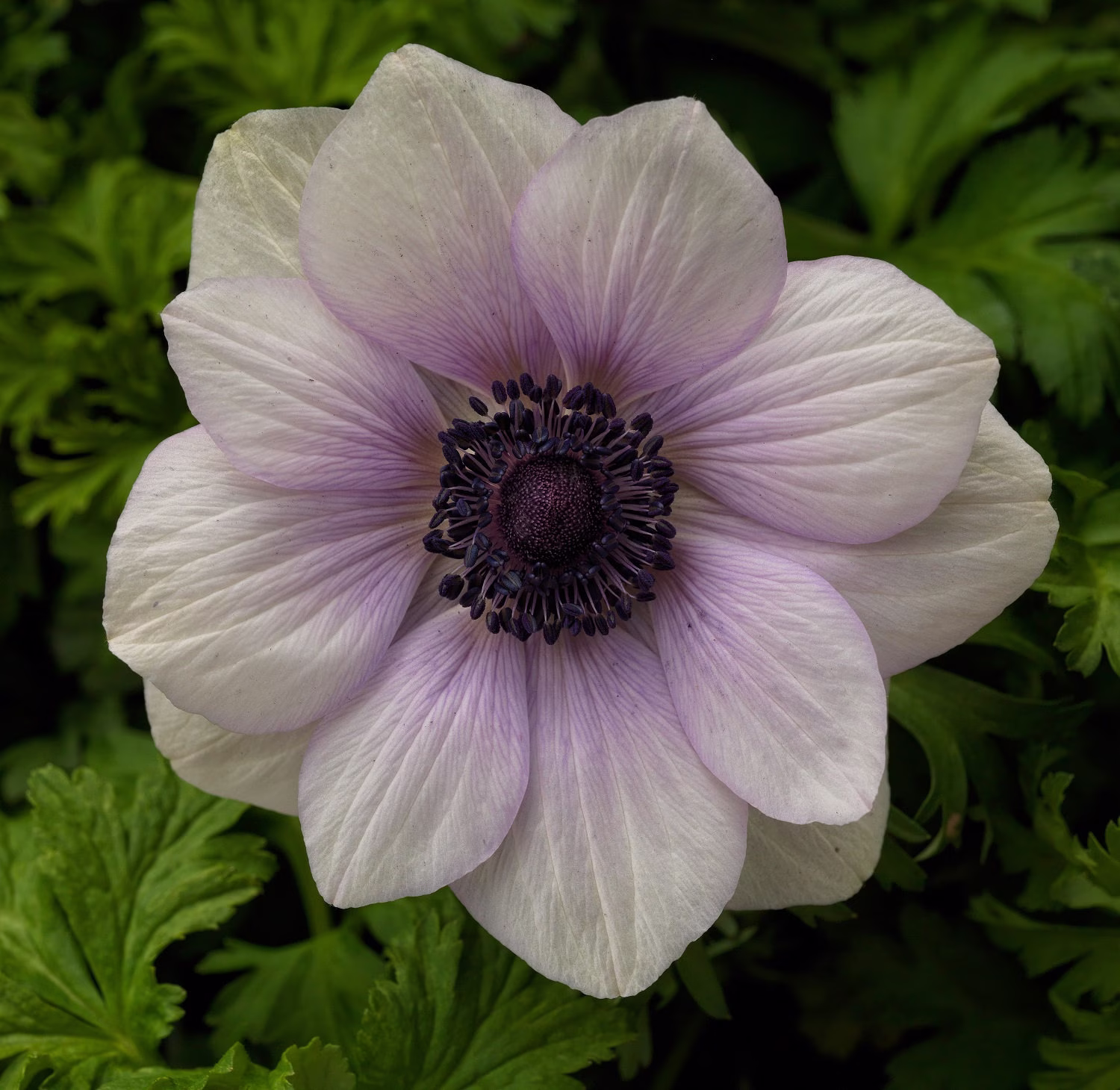 Anemone Seeds Harmony Pearl 25 Thru 100 Seeds Single Flower Perennial F1