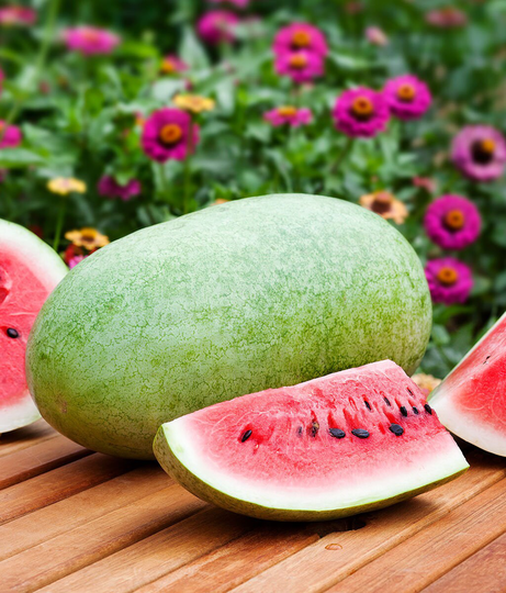 Fruit - Water Melon Charlston Gray 12 Premium Quality Seeds