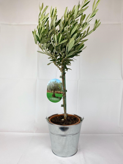 Olive Tree Small in Metal Bucket