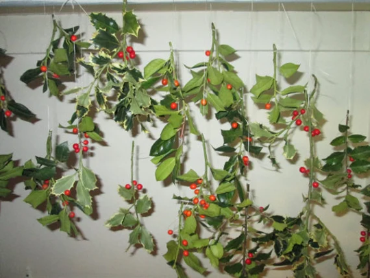 Holly Leaves Dried Or Fresh, Leaf Clusters, Stems