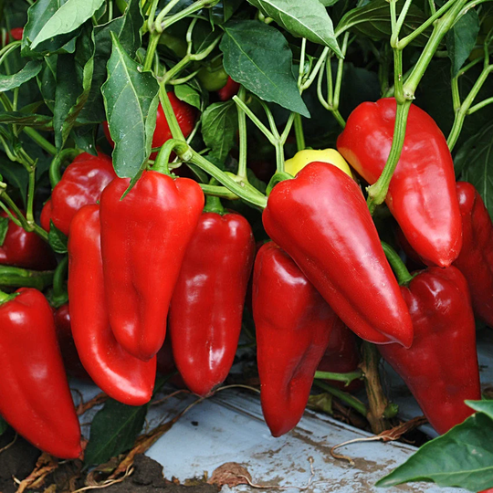 Sweet Pepper Seeds Swallow
