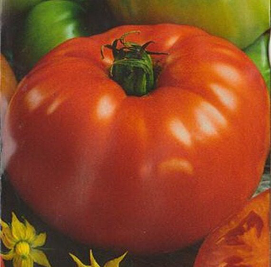 Seeds Tomato Thick Jack Super-Early Large Juicy Tasty Vegetable Seeds From Ukraine