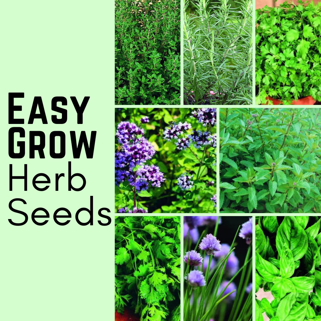 Herb Seeds Oregano Chive Corriander Parsley Mint Thyme Basil Garden Plants Veg Vegetable Grow Your Own Indoor Outdoor in The UK