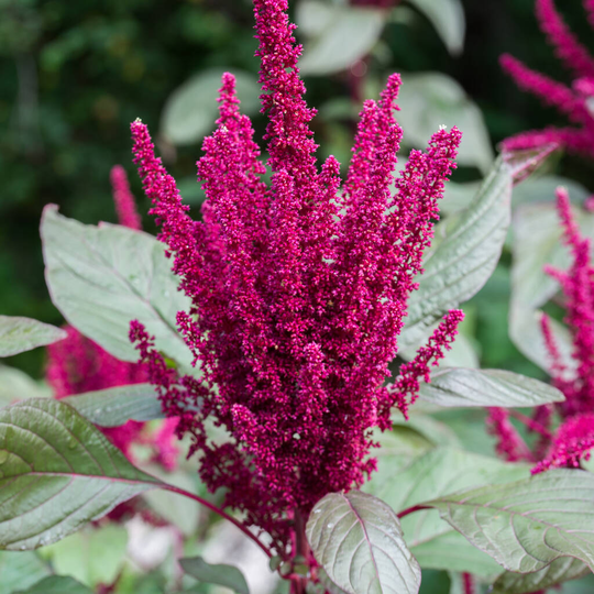 Herb Plants Amaranth Red In 9cm Pots