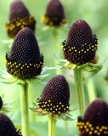 25 Rudbeckia Green Wizard Seeds