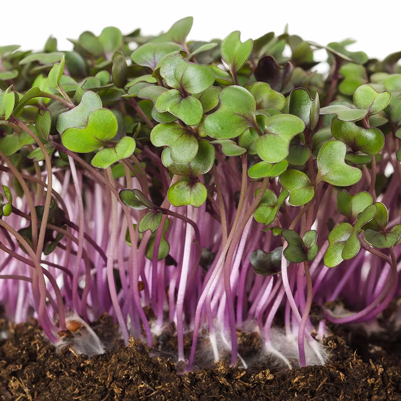 Red Cabbage Microgreens Sprouting Seeds - Just 6 Days To Grow 6000 Organic