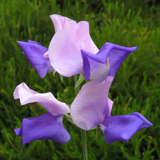 Sweet Pea Erewhon 15 Seeds, Tricolour Rose, Mauve Fragrant Sweet Pea Tall Type
