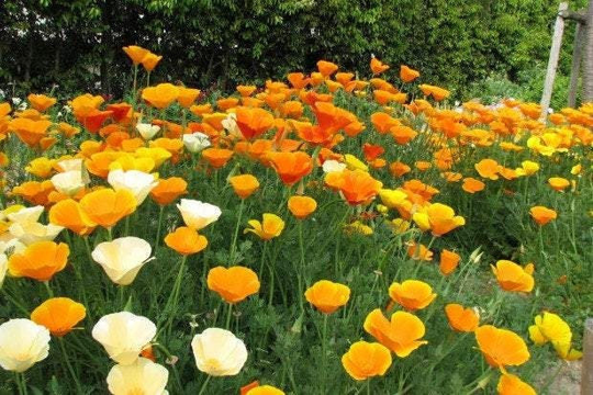 California Poppy 300 Seeds, Non Gmo, Fresh, Easy To Grow