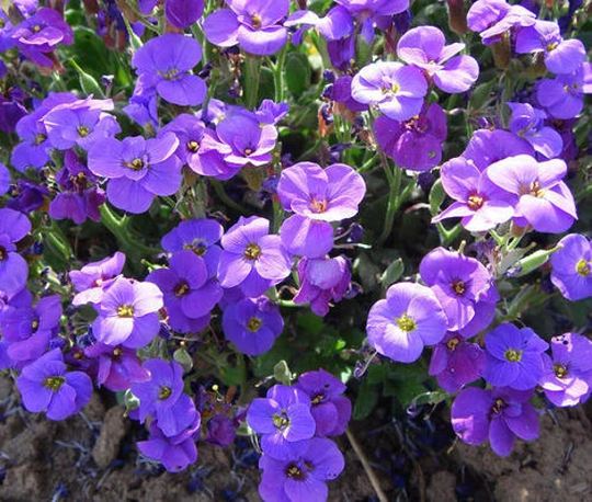 50 Rock Cress Aubrieta Deltoidea Flower Seeds K1006