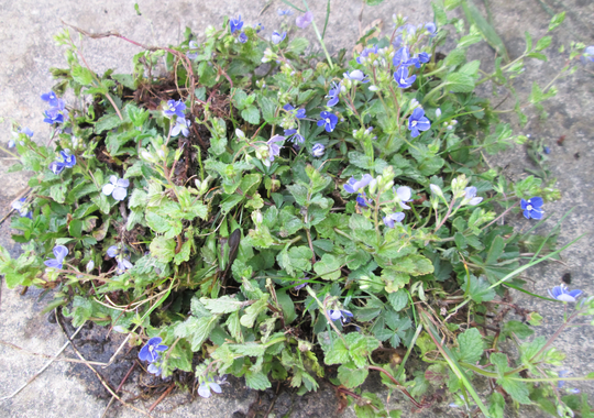 10 X Organic Woodland Wildflower Veronica Speedwell Blue Plugs Plants For Meadow Mat Turf