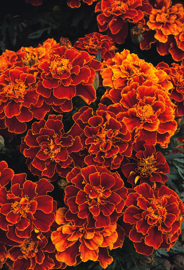 Marigold Brocade Series Spanish Approx. 200 Seeds Fairy Flower Seeds