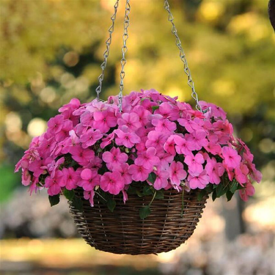 50 Seeds Impatiens Super Elfin Xp Rose Flower