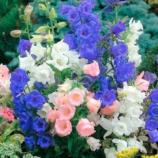 1000 Seeds Bluebell. Produce hardy perennials that thrive in sun or partial shade. Germination period is 5-6 months