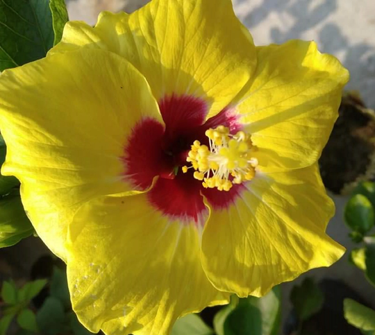 Hibiscus Yellow One 60 Seeds