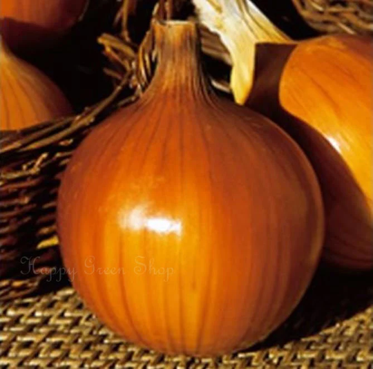 Onion Spanish Sun - 800 Seeds Vegetable -Yellow Onion Allium Cepa