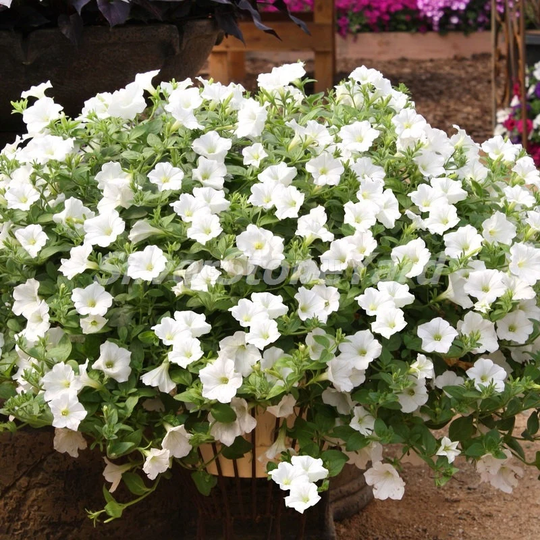 Petunia Seeds, 50000 Snow Globe, Seeds Bulk, Ukrainian Organic Sw752