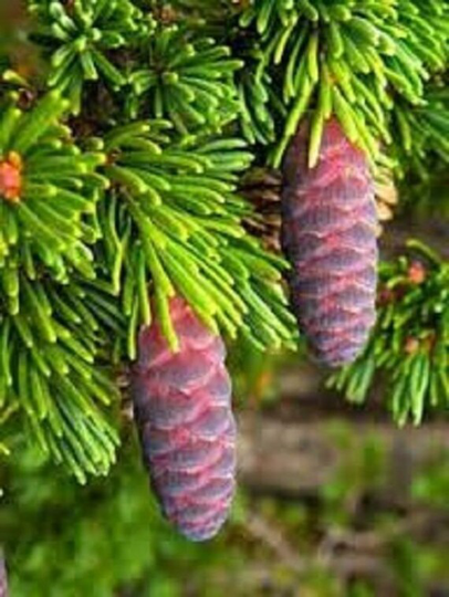 50 X Mountain Hemlock | Tsuga Mertensiana Seeds