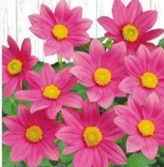 Rare Original Flower Seeds Dahlia Large-Flowered "Pink Tape